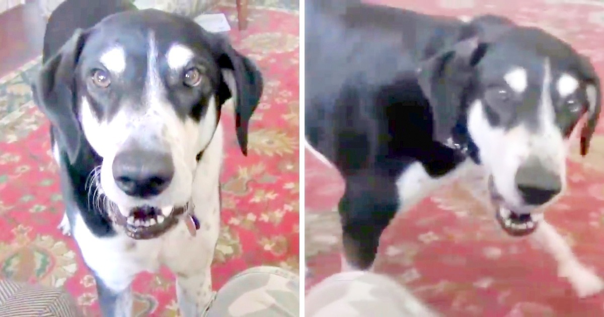 ‘Impatient Dog’ Realizes He Can Talk, And The First Thing He Asked For Is A Kitten