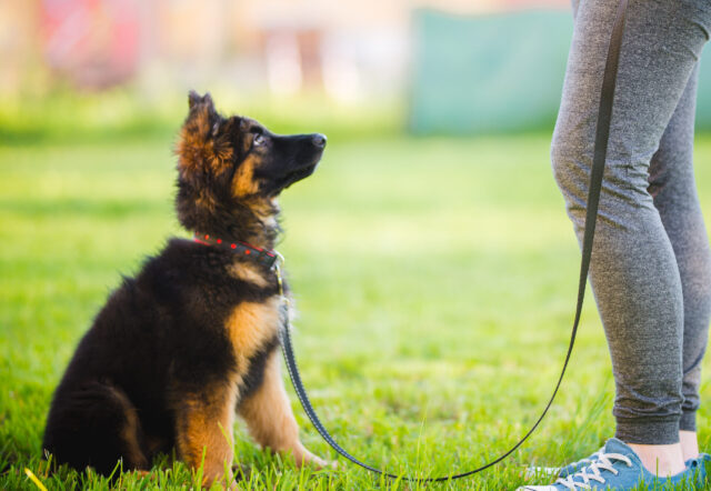 Training German Shepherd Puppy