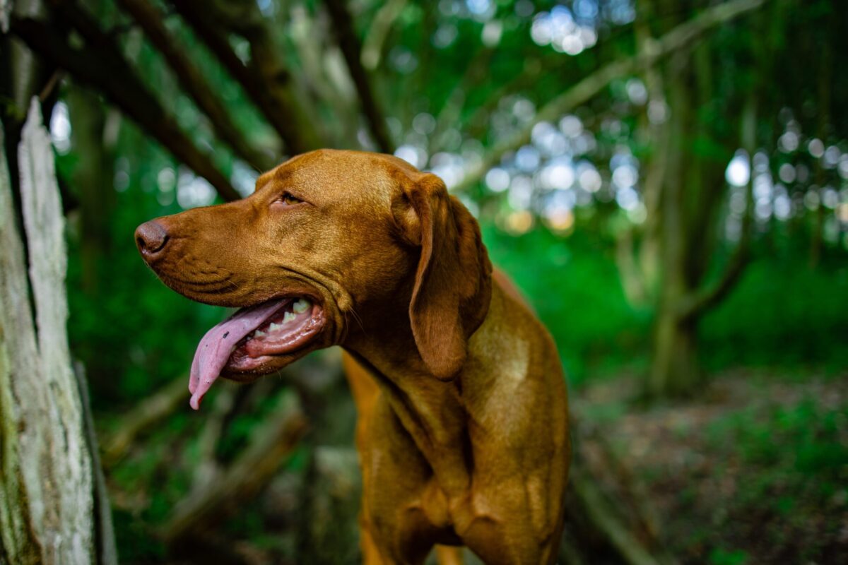 9 Best Smart Dog Feeders for Vizslas in 2023