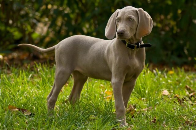 Best online dog training classes for Weimaraners