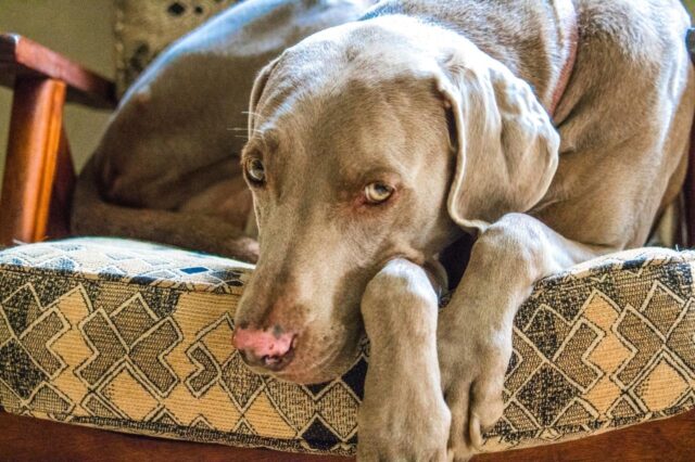 Best dry dog food for clearance weimaraners