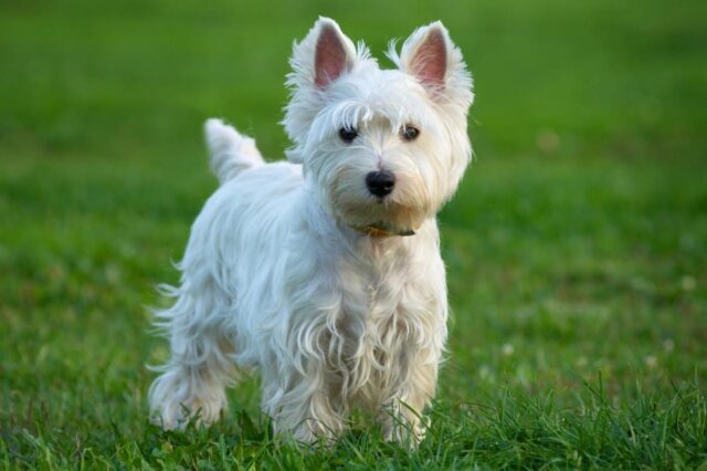 Best online dog training classes for Westies
