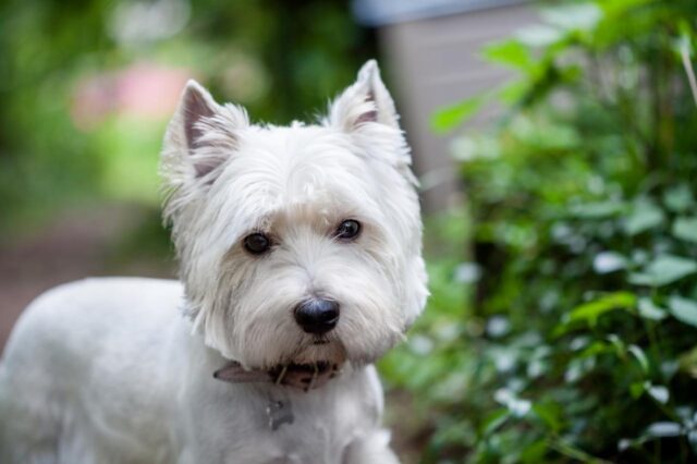 Best bathtub for Westies