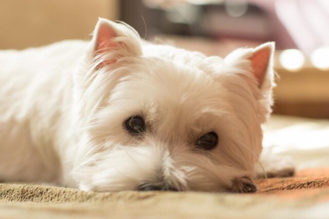 Best dog multivitamins for Westies