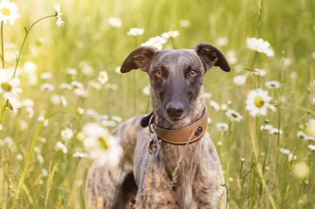 Best online dog training classes for Whippets