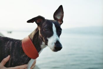 the best smart dog feeder for your Whippet