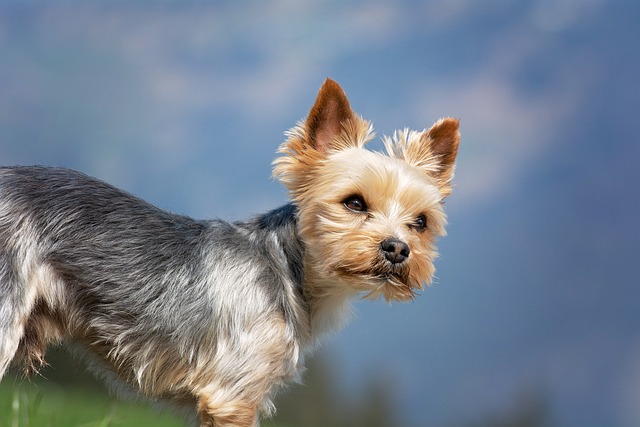 Best Dog Treadmill Products for Yorkies