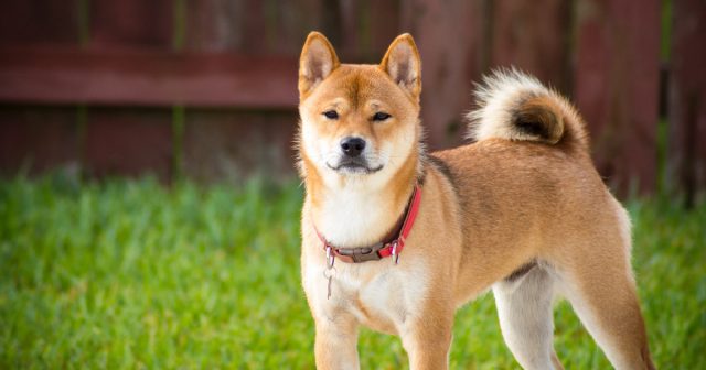 6 Best Online Dog Training Classes for Akitas