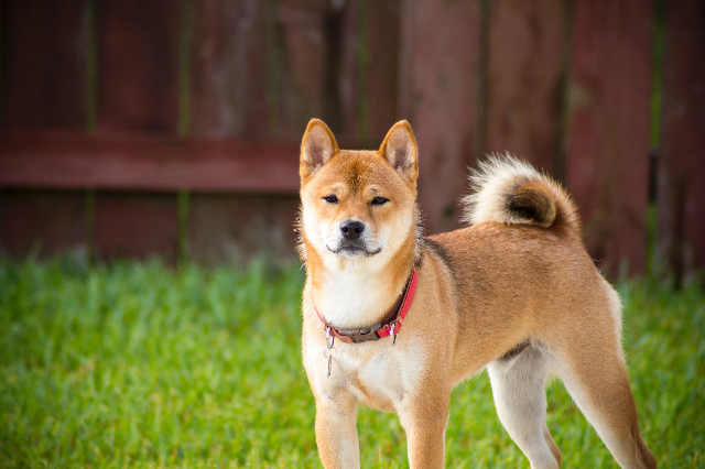best online dog training classes for Akitas