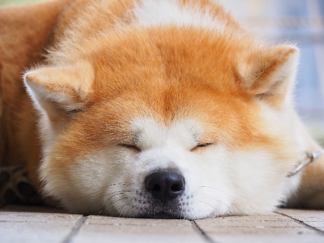 Best dog multivitamins for Akitas