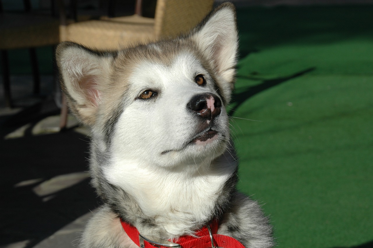 10 Secrets to Stop Your Alaskan Malamute from Barking