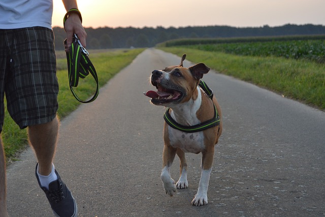 Best American Staffordshire Terrier Products For Travel