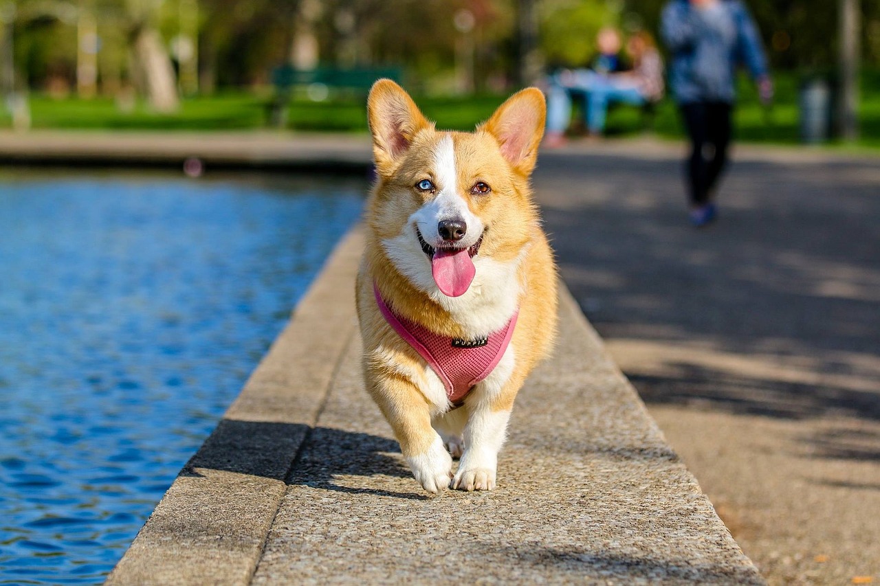 How to get a cheap corgi to stop barking