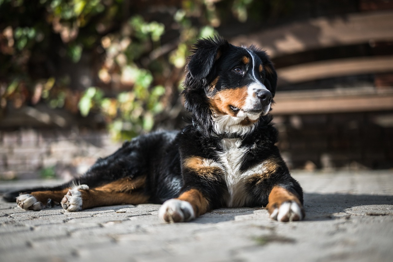 13 Things to Know Before Bringing Home a New Bernese Mountain Dog
