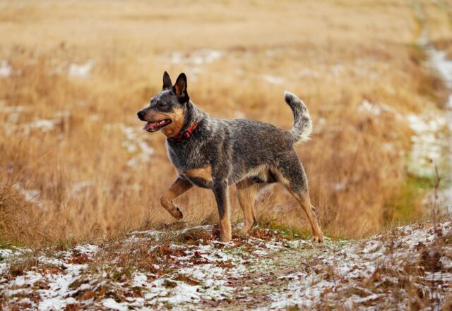 Best Australian Cattle Dog Products For Travel