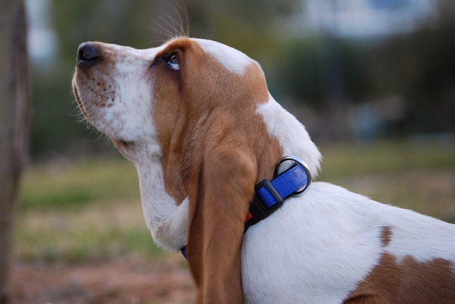 Best Basset Hound Products For Travel