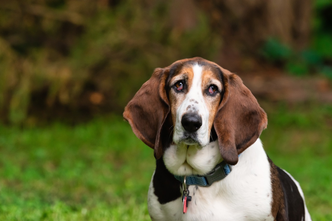 13 Things to Know Before Bringing Home a New Basset Hound
