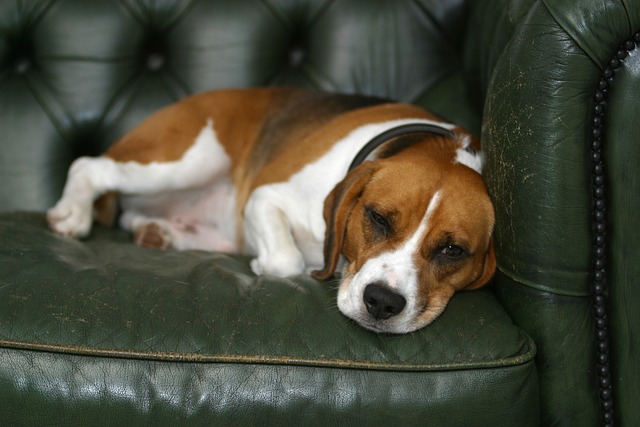 The Best Beds For Senior Beagles