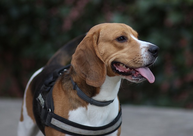 Best Beagle Products For Travel
