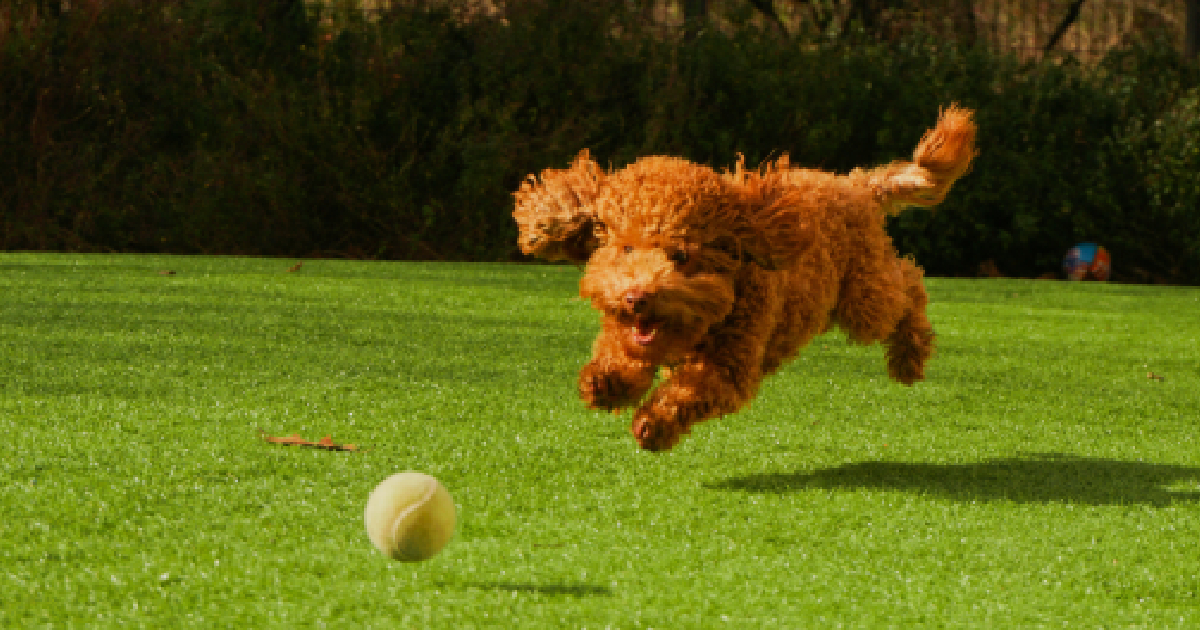 The 10 Best Automatic Ball Launchers For Dogs That Throw Extreme Fun Your Way