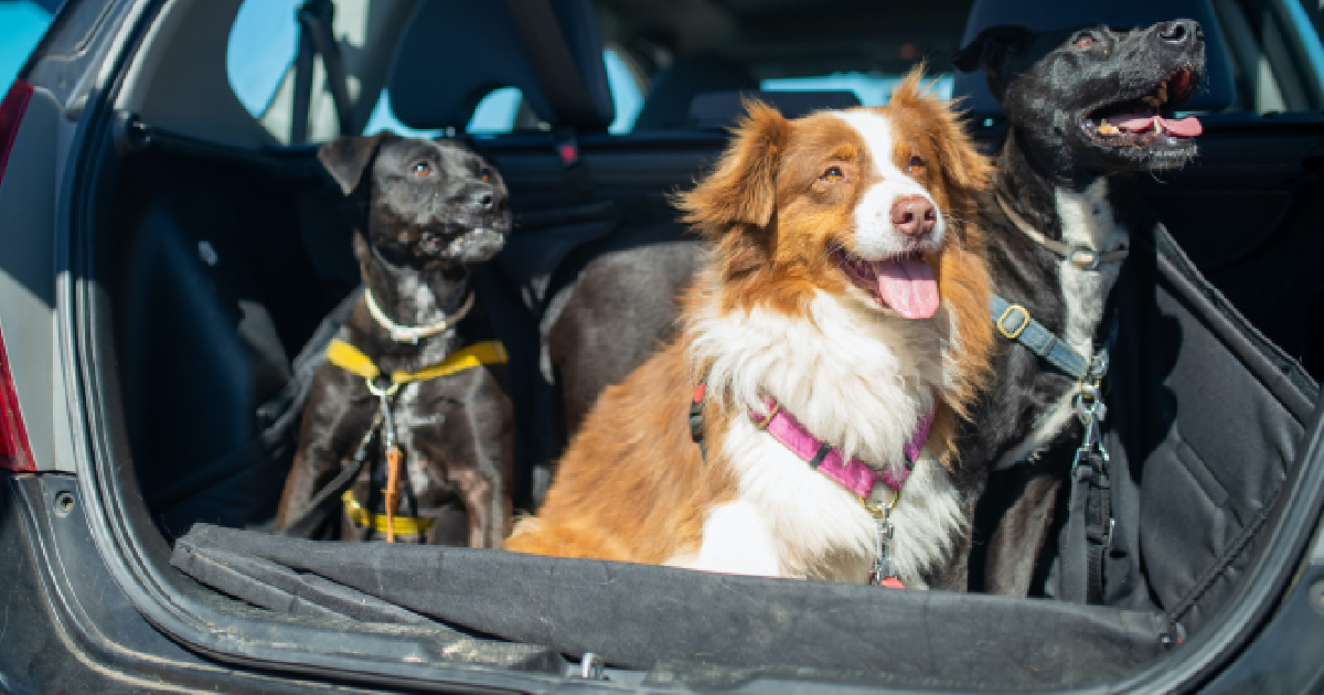 The 9 Best Dog Car Seat Covers To Protect Your Ride