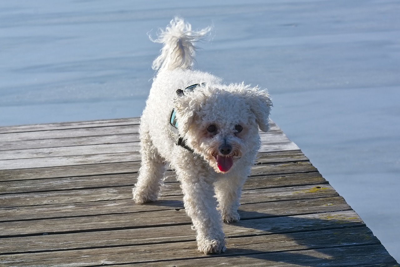 13 Things to Know Before Bringing Home a New Bichon Frise