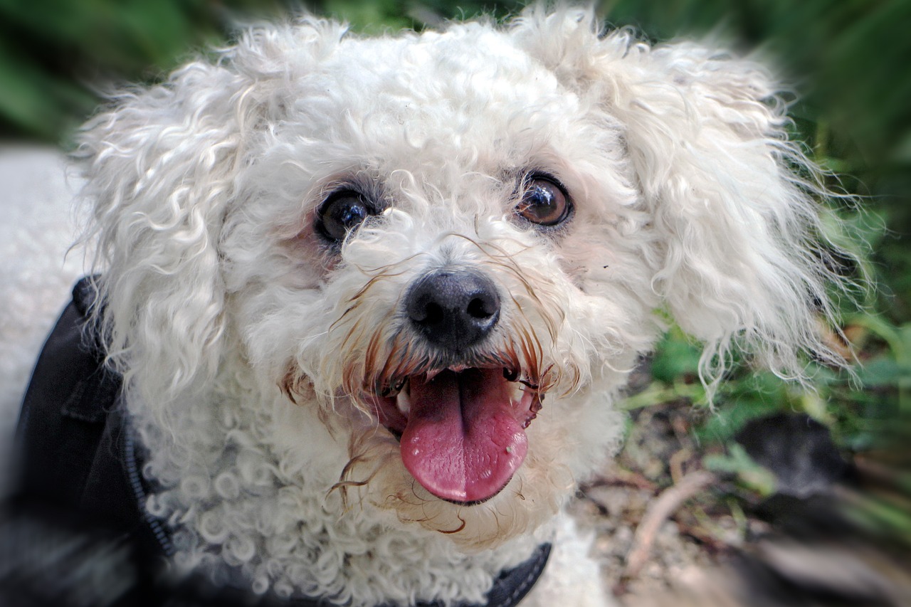 10 Secrets to Stop Your Bichon Frise from Barking