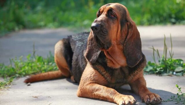The Best Beds For Senior Bloodhounds