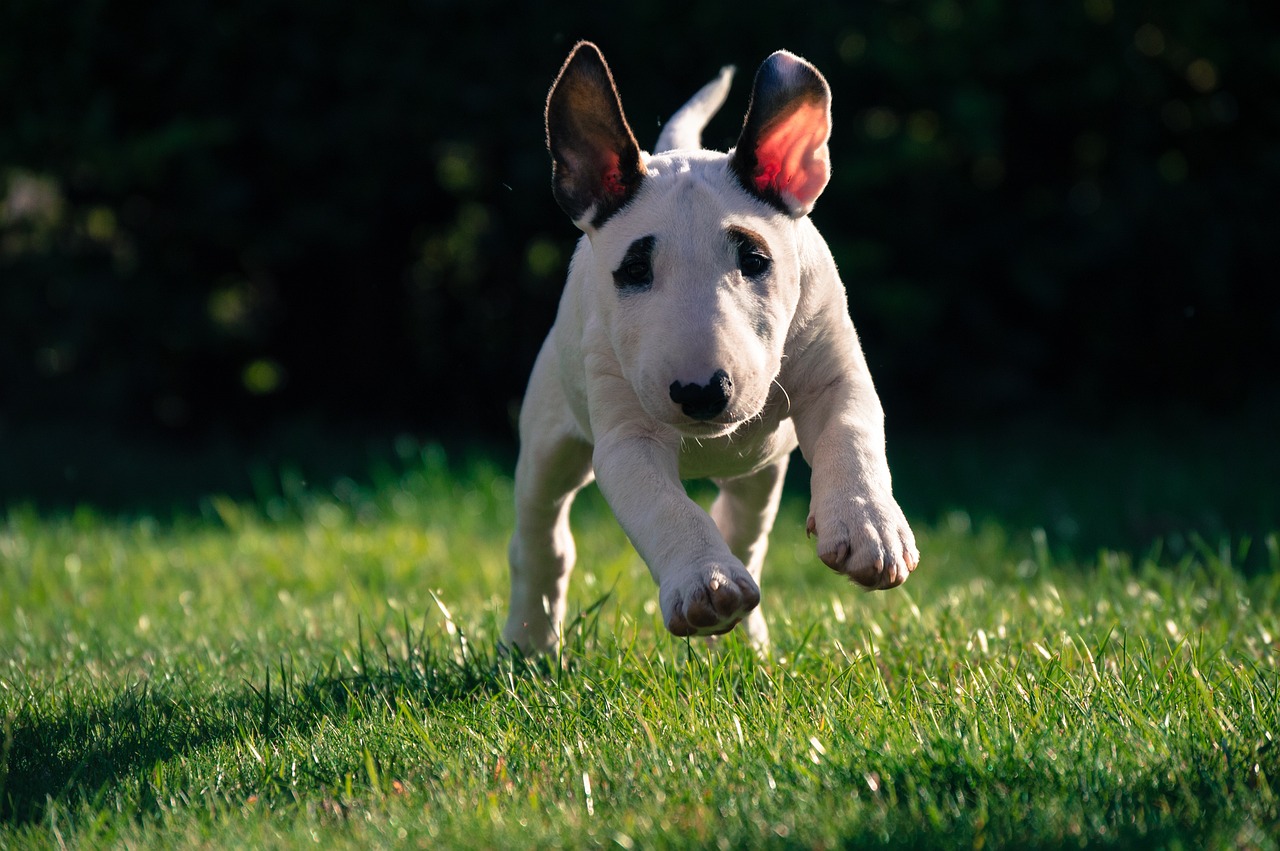 what age do staffordshire bull terriers head split