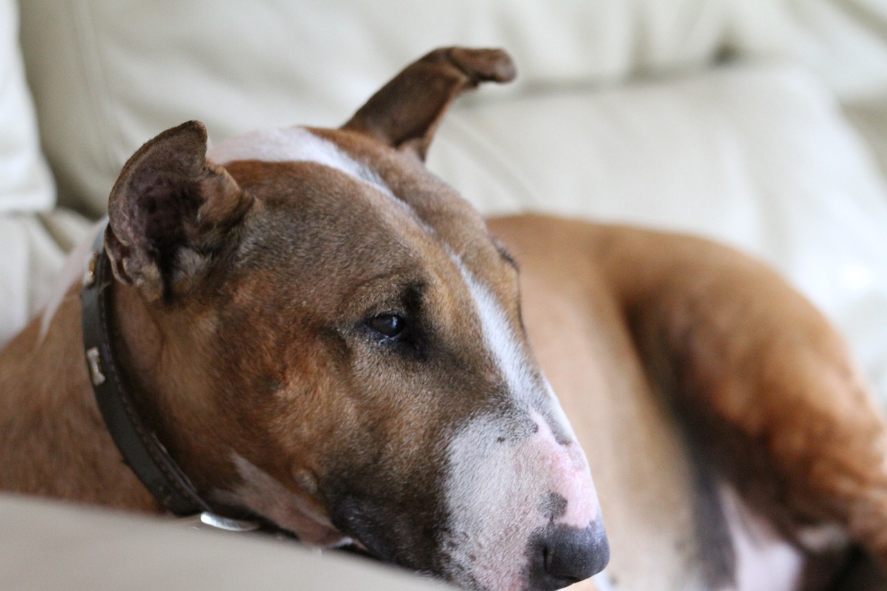 Know the Signs: 5 Most Common Health Issues in Bull Terriers