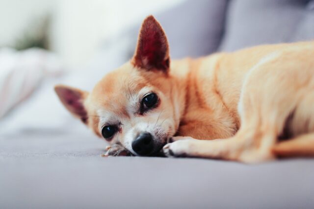 Best Beds For Senior Chihuahuas