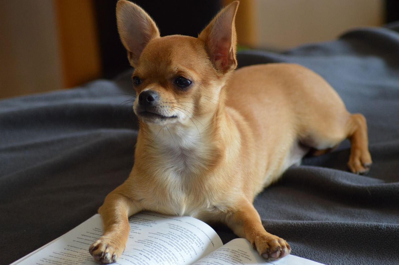 25 Best Foods for an Overweight Chihuahua