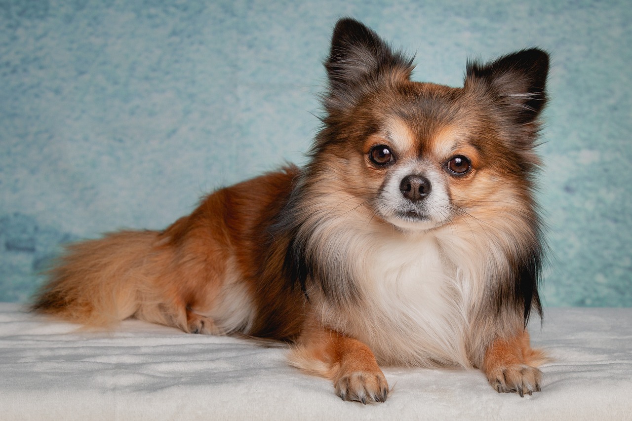 30 Best Foods for a Chihuahua with Kidney Disease