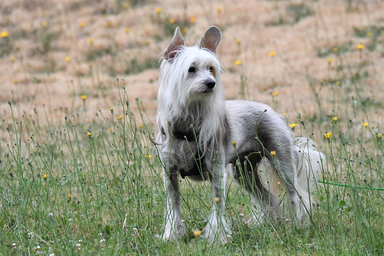 10 Secrets to Stop Your Chinese Crested from Barking
