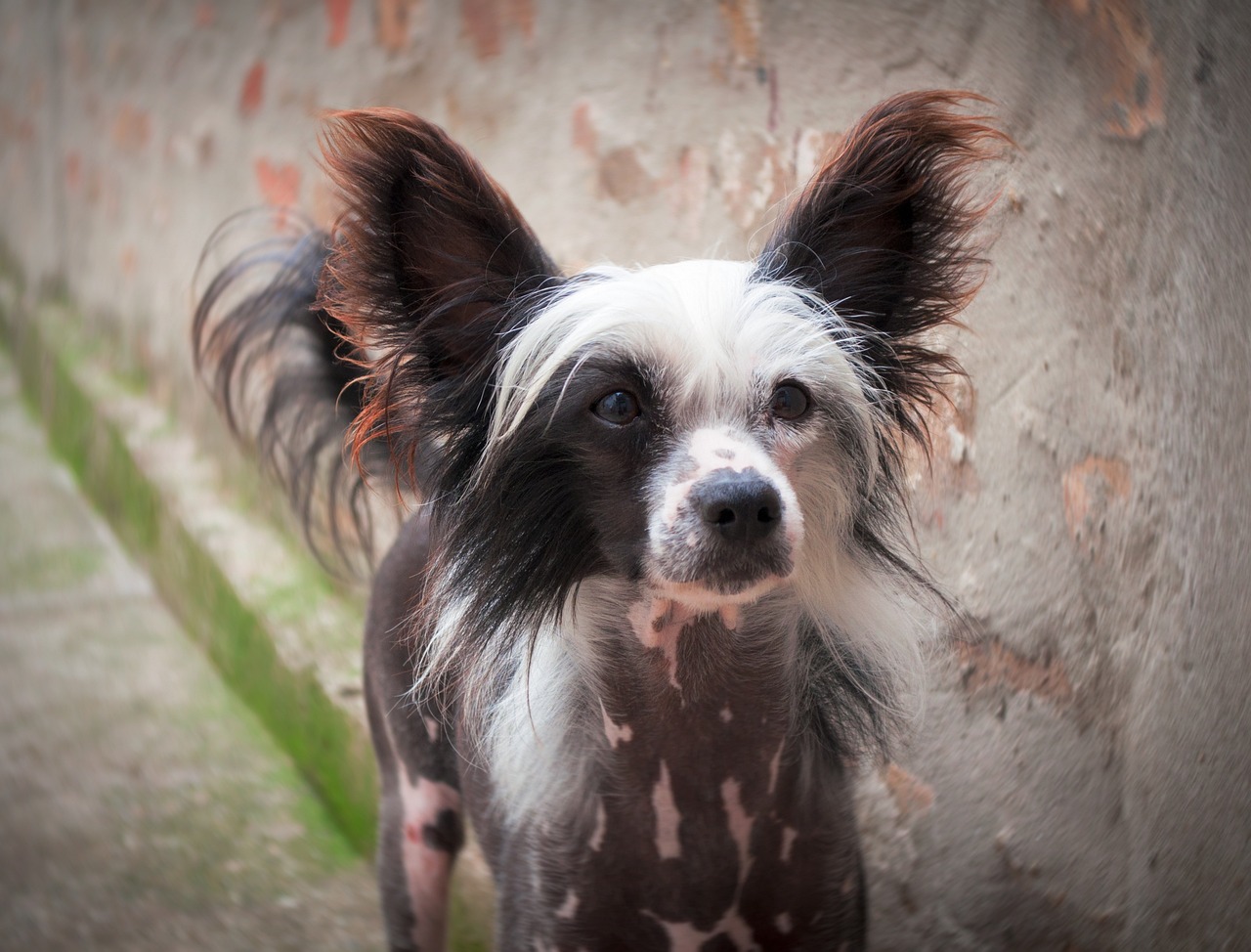 10 Hilarious Things Only a Chinese Crested Owner Would Understand