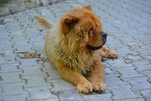 Best Beds For Senior Chow Chows
