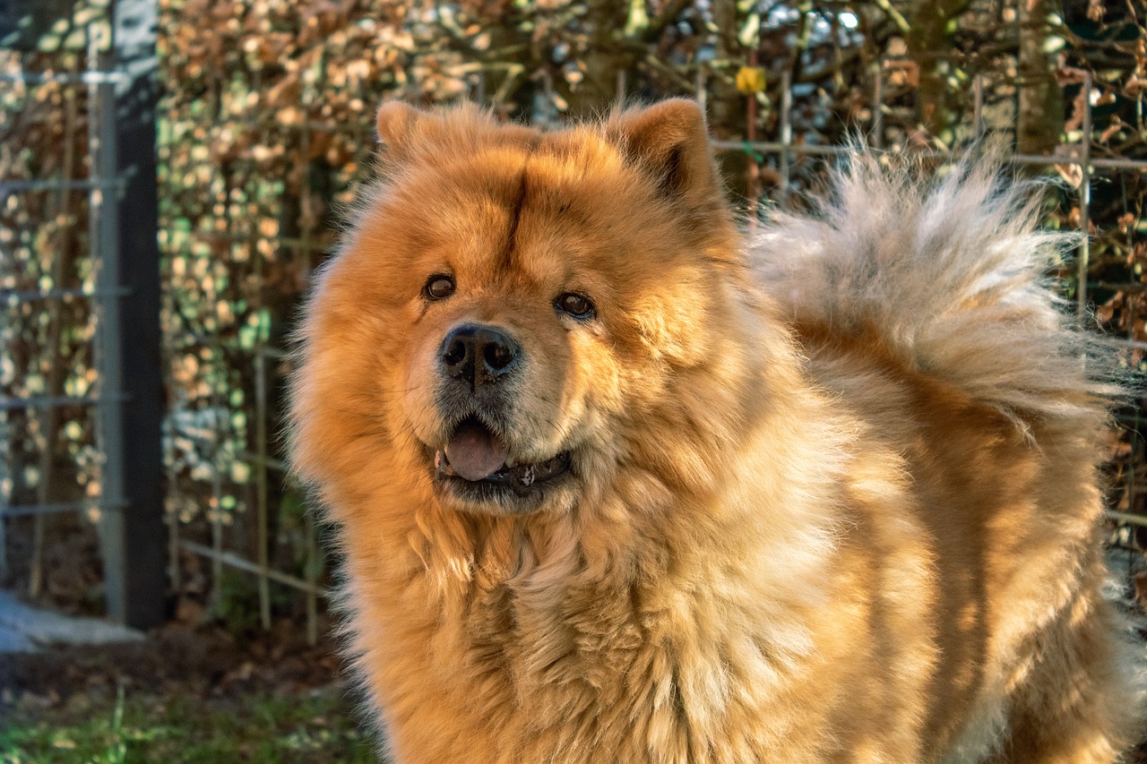 13 Things to Know Before Bringing Home a New Chow Chow