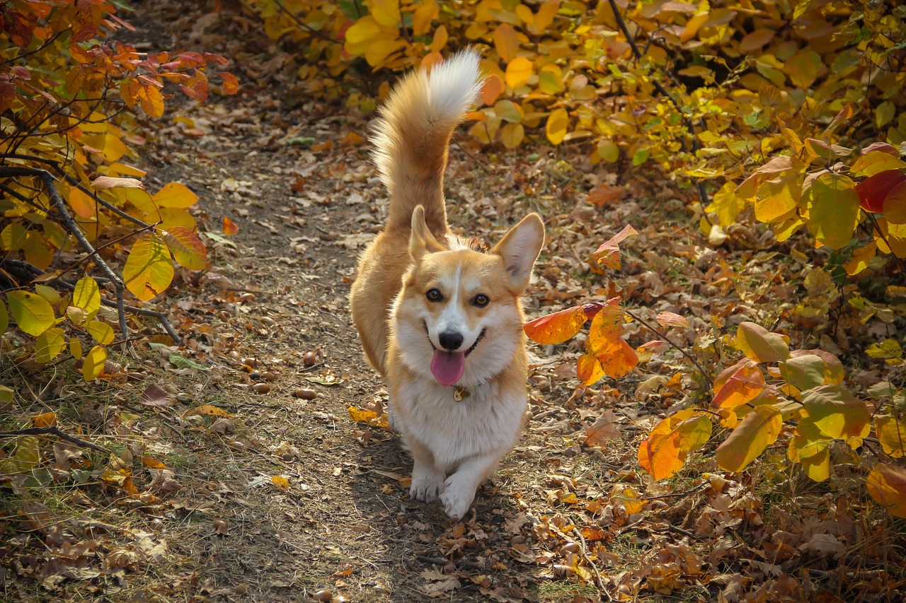 can a aidi and a pembroke welsh corgi be friends