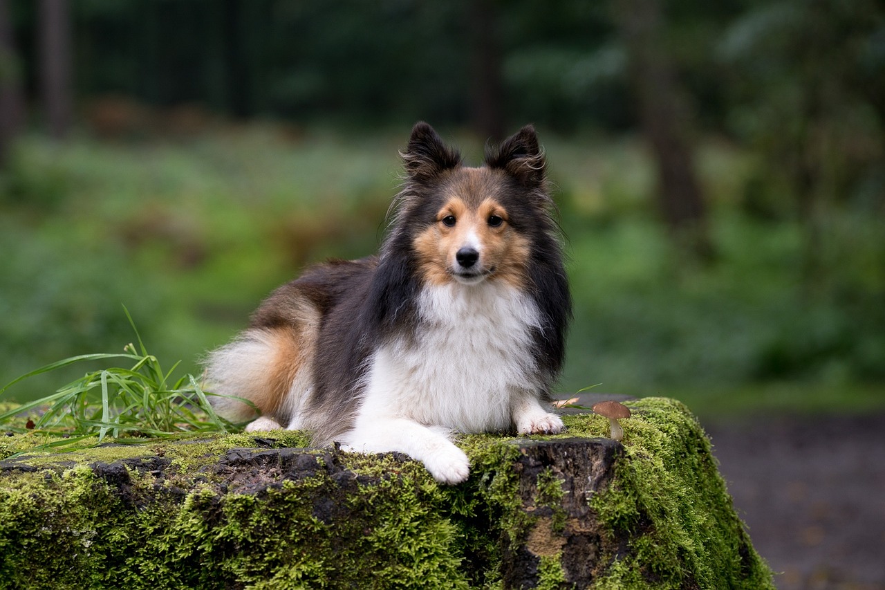 5 Undeniable Signs Your Sheltie Loves You
