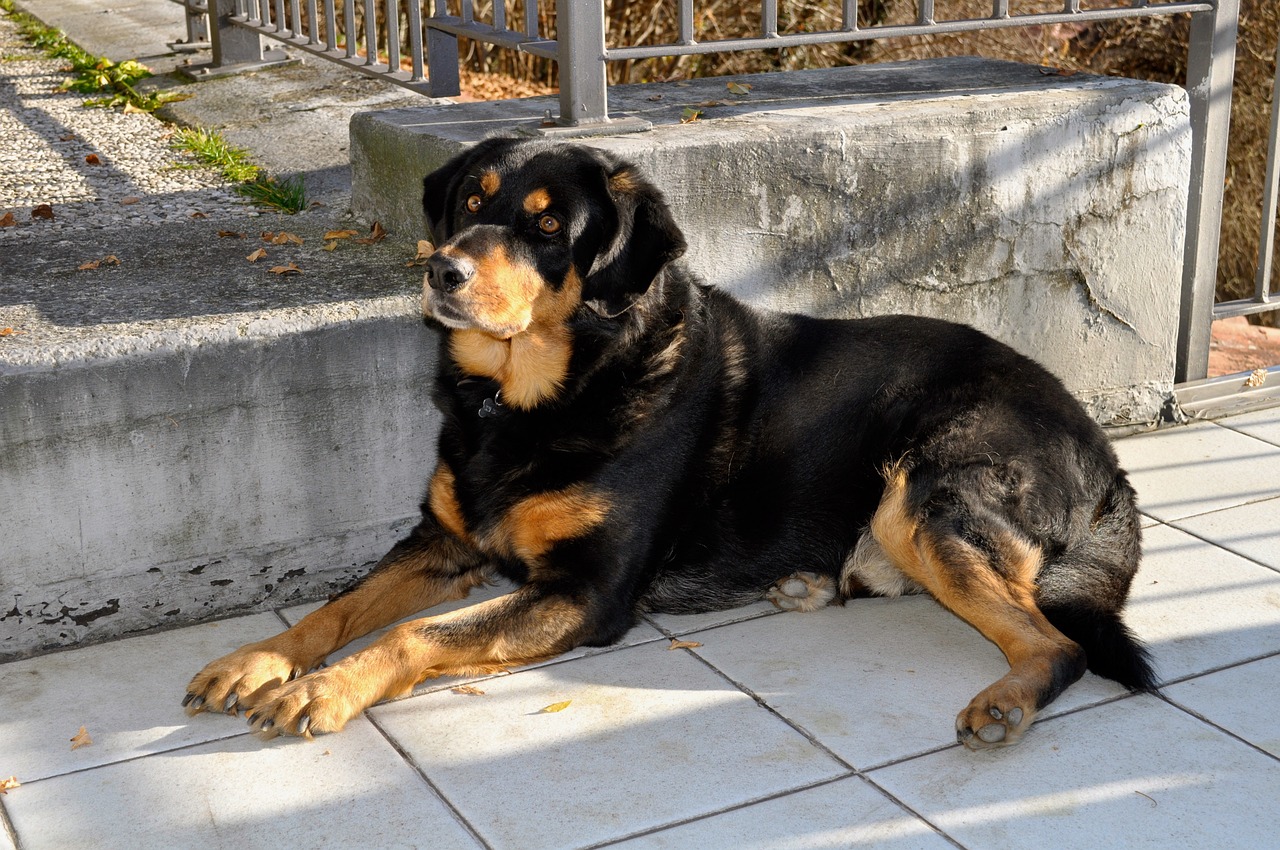 Know the Signs: 5 Most Common Health Issues in Rottweilers