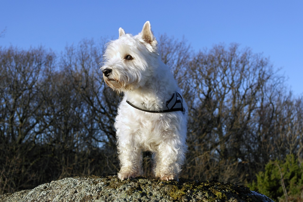 10 Secrets to Stop Your Westie from Barking