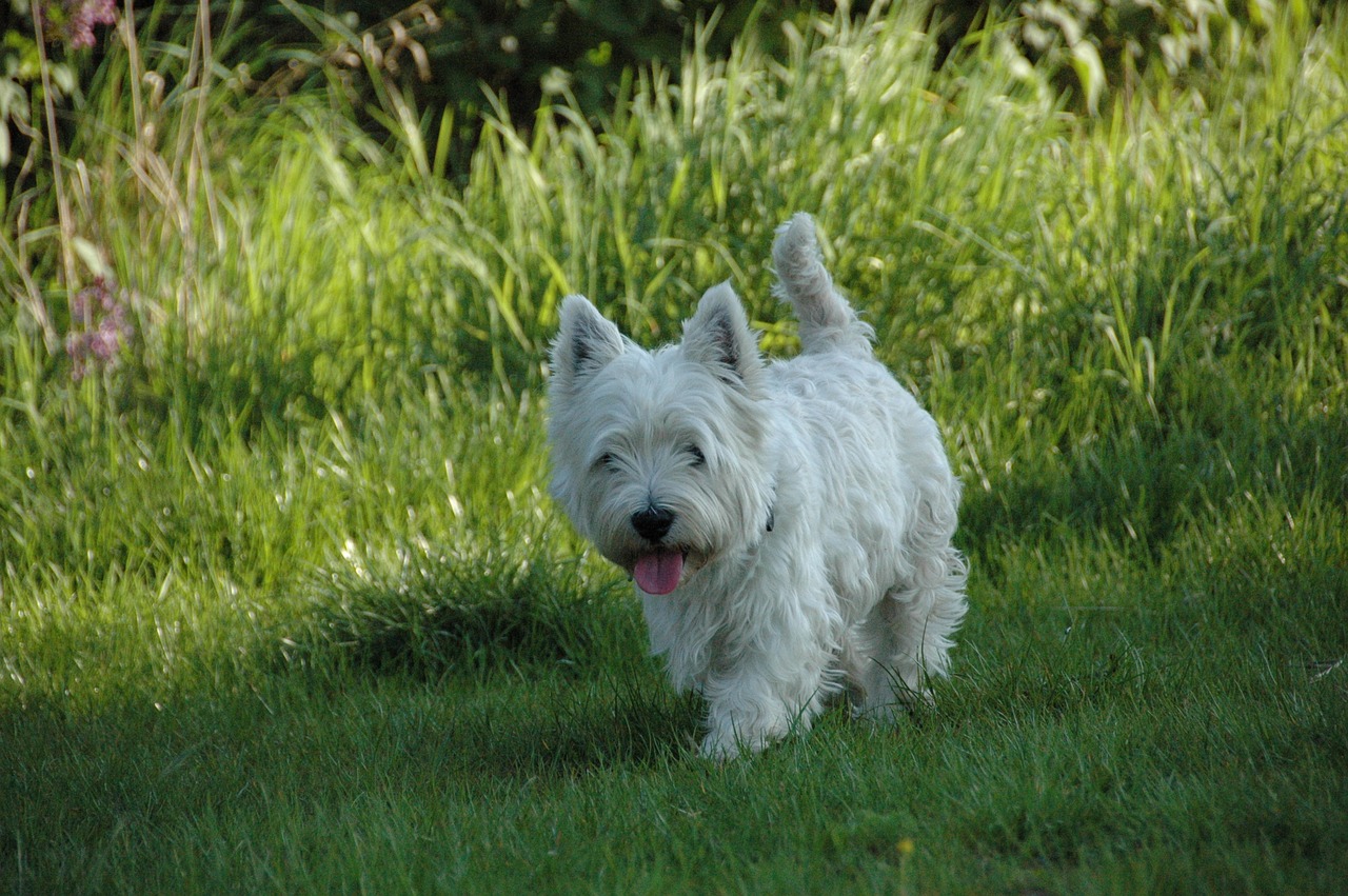7 Vital Tips for Grooming a Westie