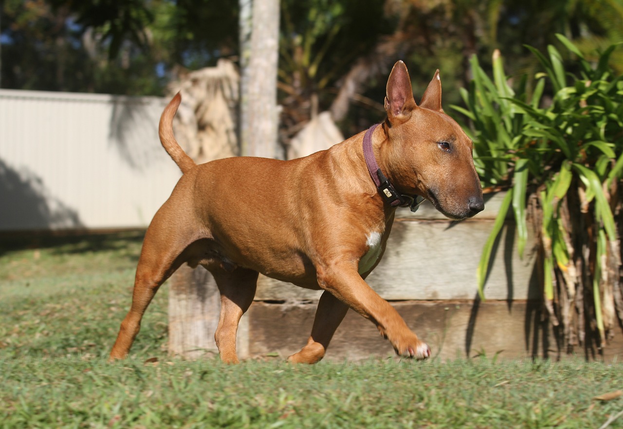 12 Secrets for Teaching a Bull Terrier Puppy Obedience
