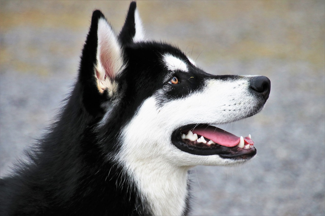 15 Best Foods for a Husky with Kidney Disease