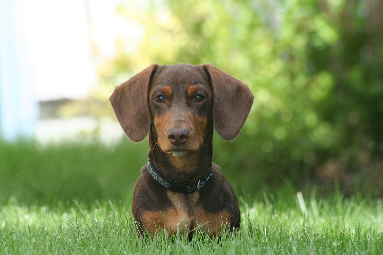 25 Best Foods for a Dachshund with Kidney Disease