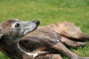 Know the Signs: 5 Most Common Health Issues in Whippets