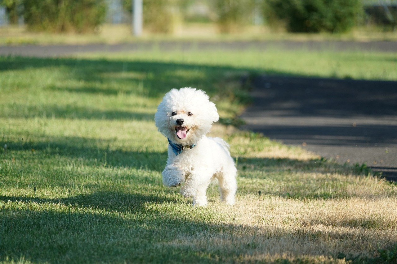 5 Most Common Health Issues in Bichon Frises