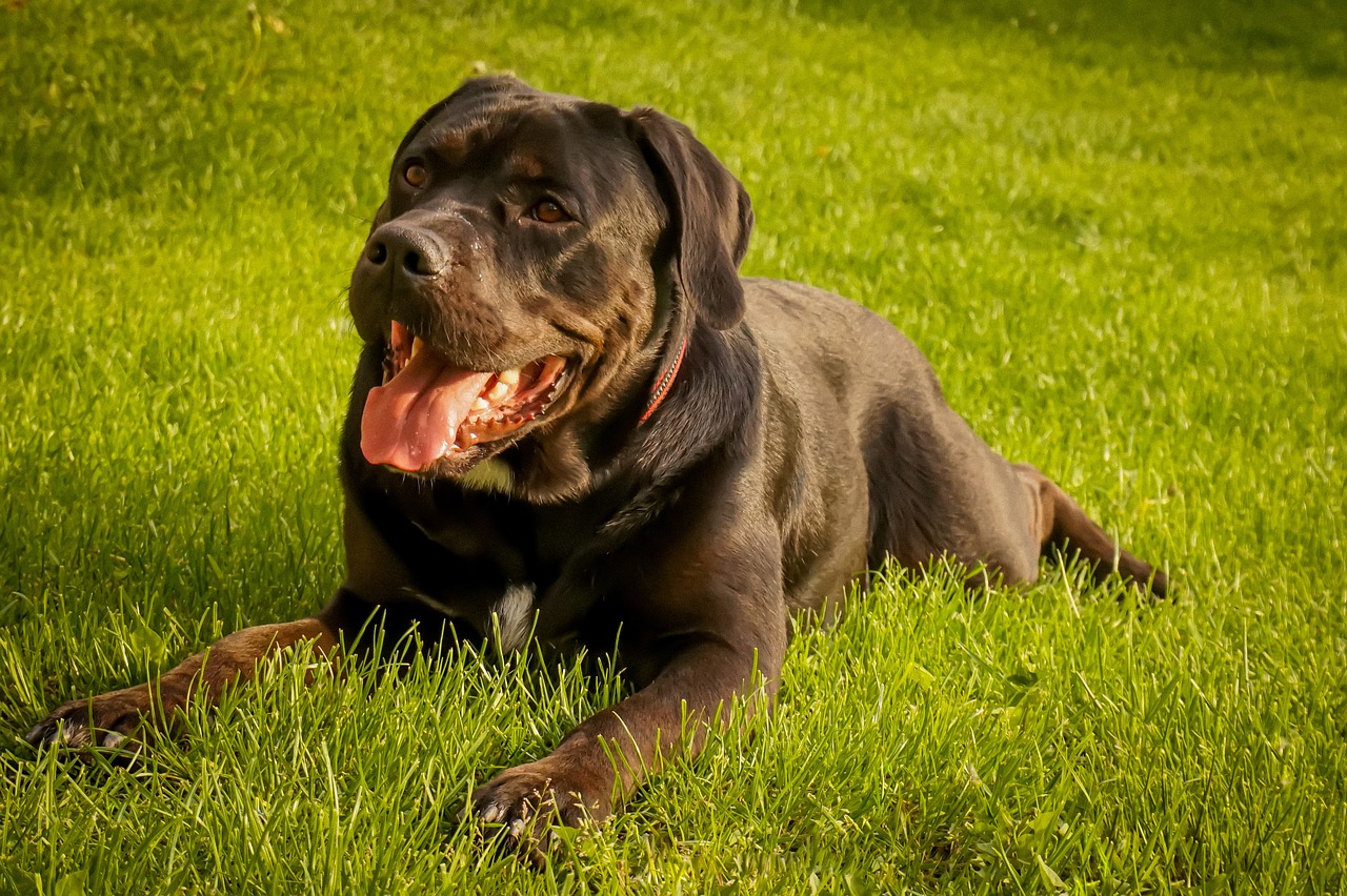 13 Things to Know Before Bringing Home a New Cane Corso