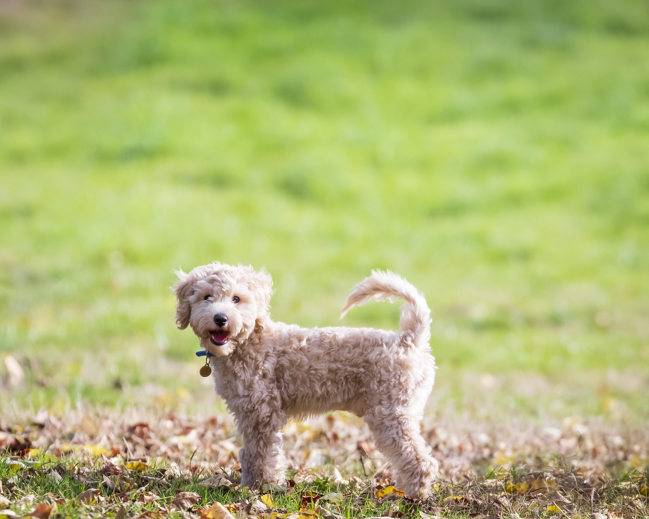 7 Vital Tips for Grooming a Bichon Frise
