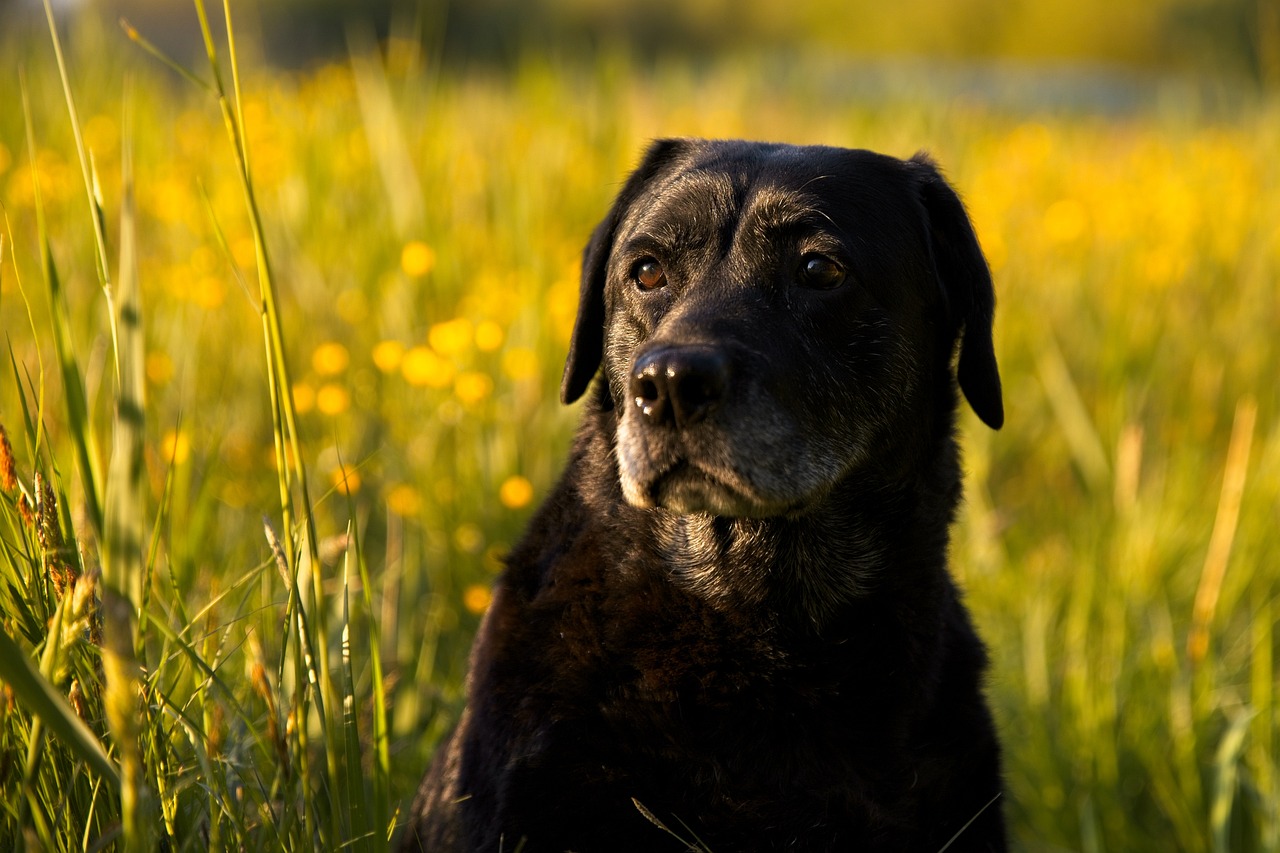 7 Vital Tips for Grooming a Lab